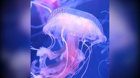Video thumbnail: Camp TV Soothing Jellyfish