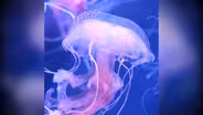 Soothing Jellyfish