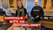 Cornhole with a scientist: Urban Bees