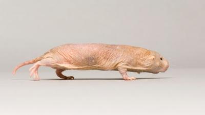 Creature Clip: Naked Mole Rat