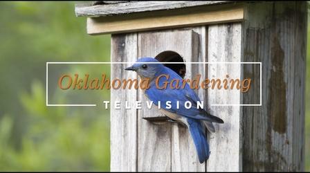 Video thumbnail: Oklahoma Gardening Oklahoma Gardening May 20, 2023