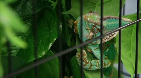 Video thumbnail: Your South Florida Your Story: Exotic Pet Amnesty