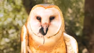 Watch Barn Owls Swallow Rodents Whole