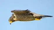Here's Why Peregrine Falcons Are the Top Guns of the Sky