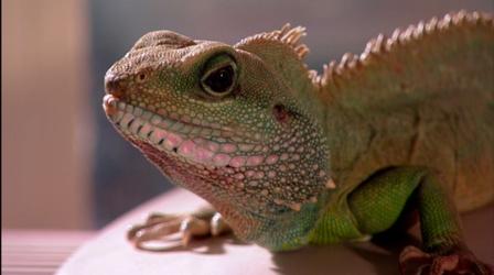 Video thumbnail: Nature The Reptiles - Lizards
