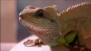 The Reptiles - Lizards