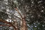 April 13, 2023 - You might be responsible for a Seattle tree
