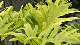 Video thumbnail: Modern Gardener Red Butte Garden Greenhouse Tour - Part 2