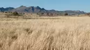 Giant Sacaton Grass