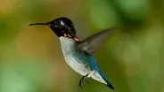 Meet The Smallest Bird On Earth