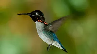 Meet The Smallest Bird On Earth