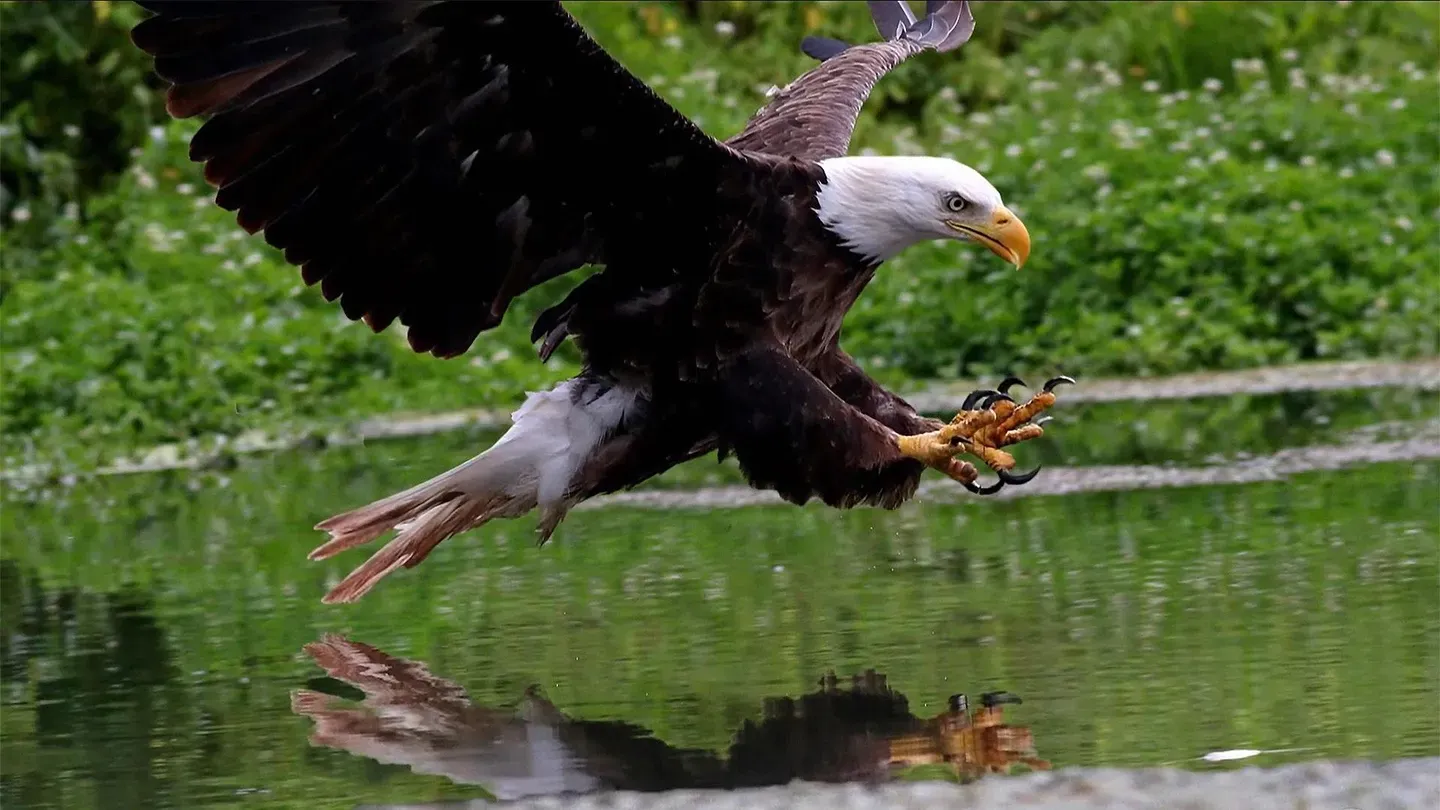 The Eagles Of Decorah