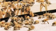 Native New Mexican Beekeeper shares pollination education
