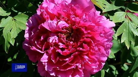 Video thumbnail: You Bet Your Garden You Bet Your Garden S4 Ep 26 Peonies and Hydrangeas