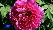 You Bet Your Garden S4 Ep 26 Peonies and Hydrangeas