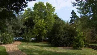 Tree Diversity &Pruning Shrubs