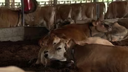 State of Kentucky's Cattle Industry