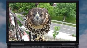Video thumbnail: Vegas PBS Join Bird Cams Lab