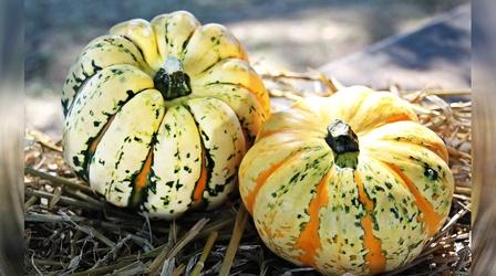 Video thumbnail: Backyard Farmer Backyard Farmer: Digging Deeper: Fall Gardening