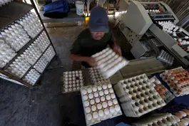 Why a deadly strain of bird flu is making egg prices soar