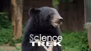 Bears: Bear Types
