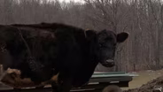 Cattle Producers Push Back on Trump's Beef Price Plan