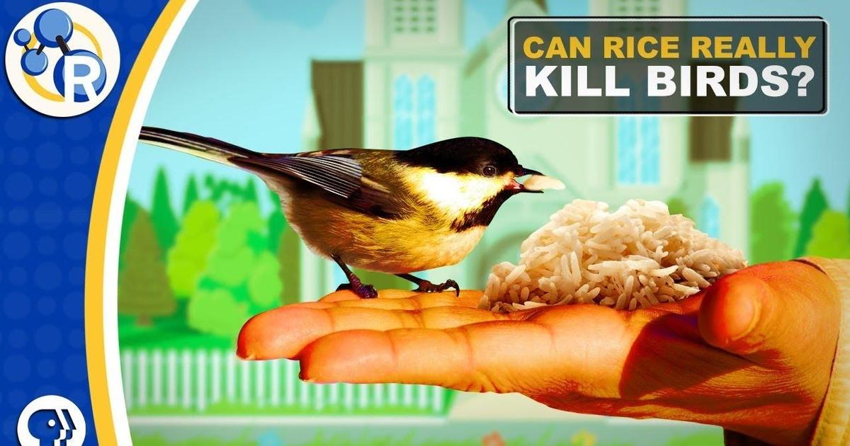 Does Rice Hurt Birds? Unveiling the Truth and Myths