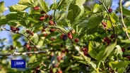 You Bet Your Garden S4 Ep36 Plants for the Birds