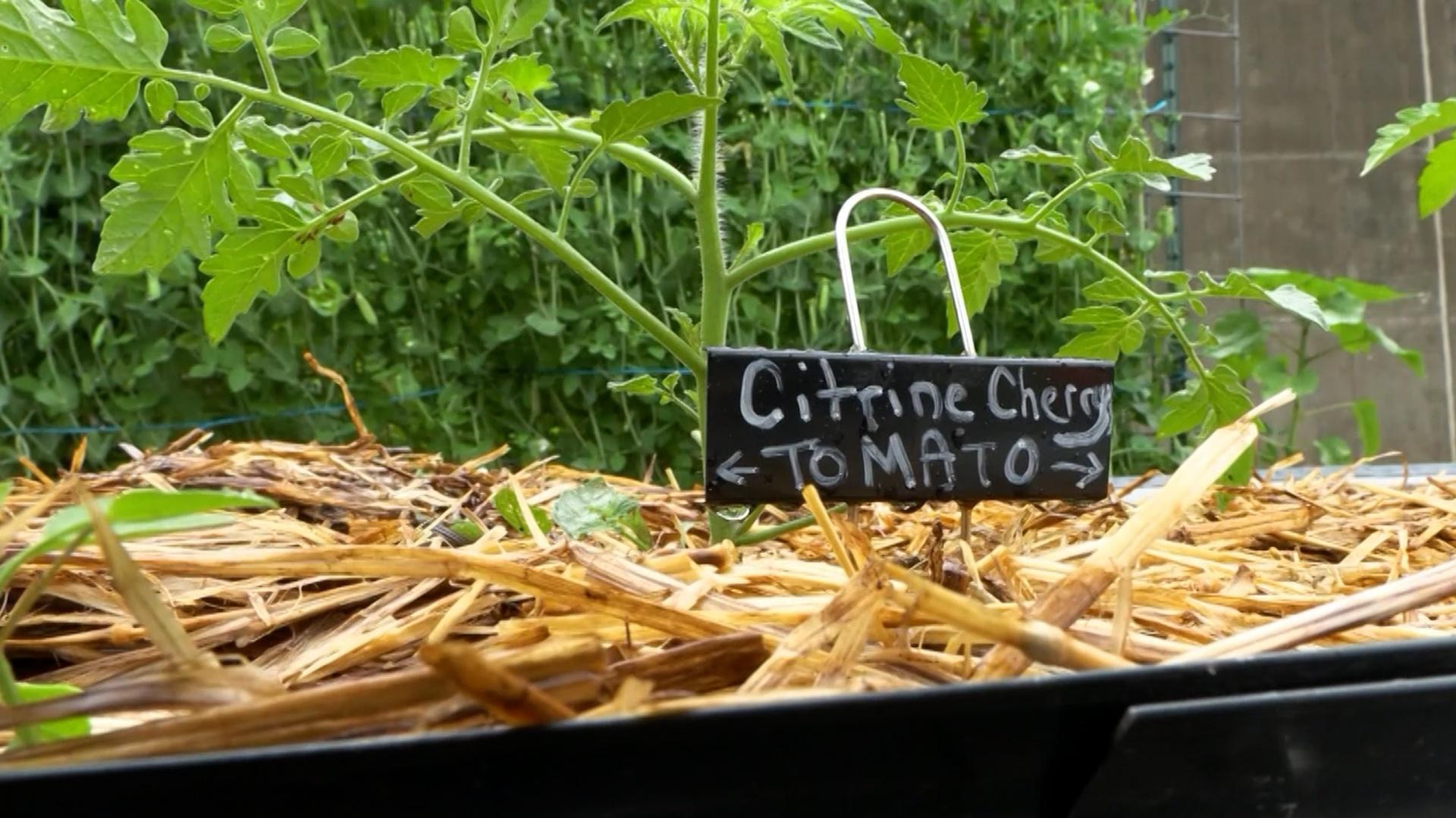 Class Teaching Kentucky Kids How to Grow, Cook Healthy Food