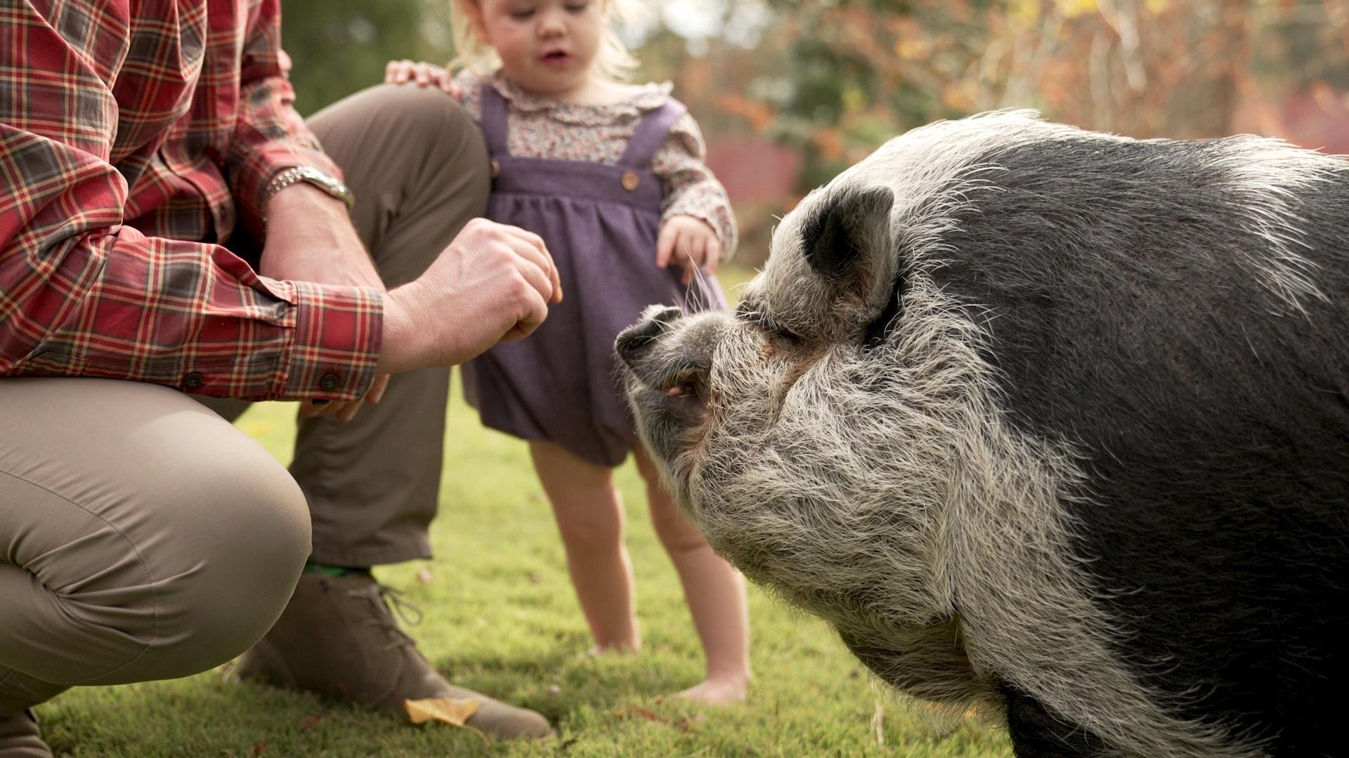 The North Carolina Hurricanes' unofficial mascot, Hamilton the Pig getting fed by his owner and a child.