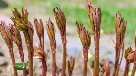 Video thumbnail: You Bet Your Garden Ep. 74 Removing Mulch From Spring Bulbs
