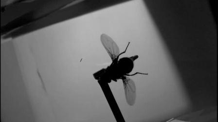 Video thumbnail: SciTech Now - WPSU Penn State Flight of the Fly