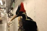 U.S. to declare 23 plant, animal species extinct