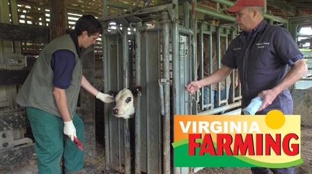 Video thumbnail: Virginia Farming Virginia Farming: Veterinarians in the Field