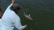 Tidal Sharks