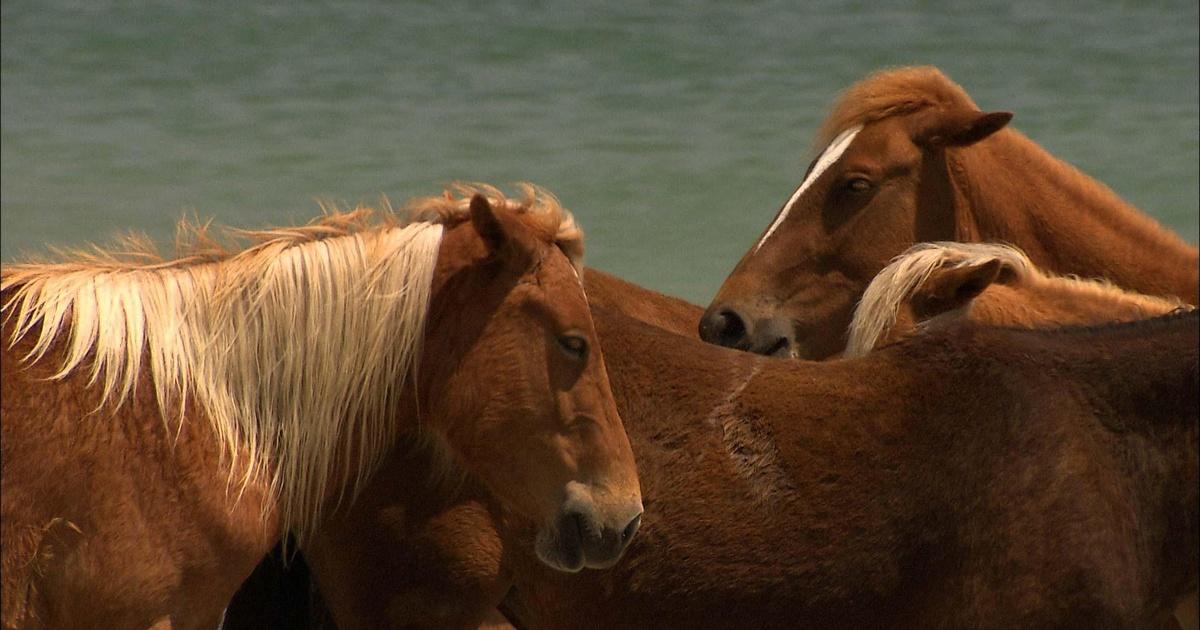 Best of Our State Playing with Heart & Wild Horses Season 1 PBS