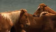 Playing with Heart & Wild Horses