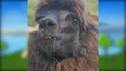 Llamas and Alpacas