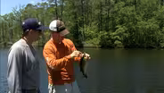 Bass’n with Frogs