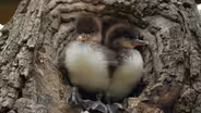 Ducklings Leave the Nest