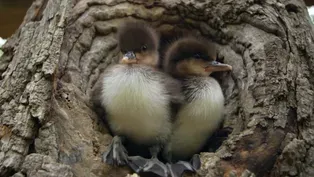 Ducklings Leave the Nest
