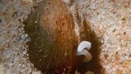 Kentucky Researchers Helping Mussels Make a Comeback