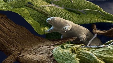 Video thumbnail: SCI NC Meet the indestructible tardigrade