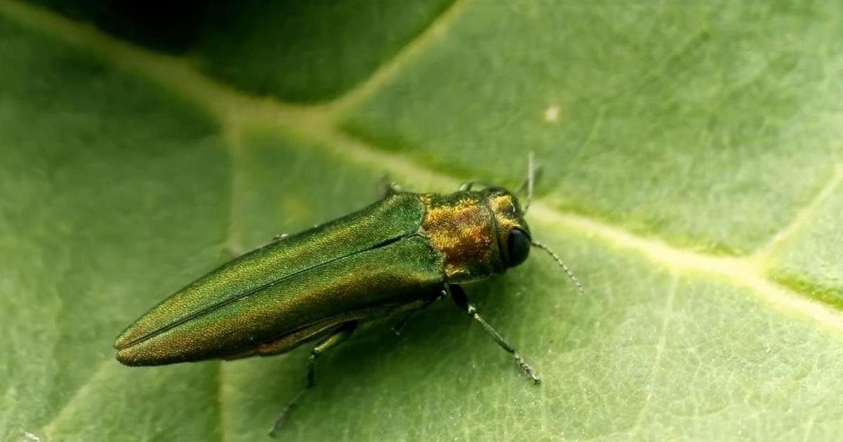 Iowa life | emerald ash borer in iowa | season 1 | episode 105