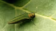 Emerald Ash Borer in Iowa