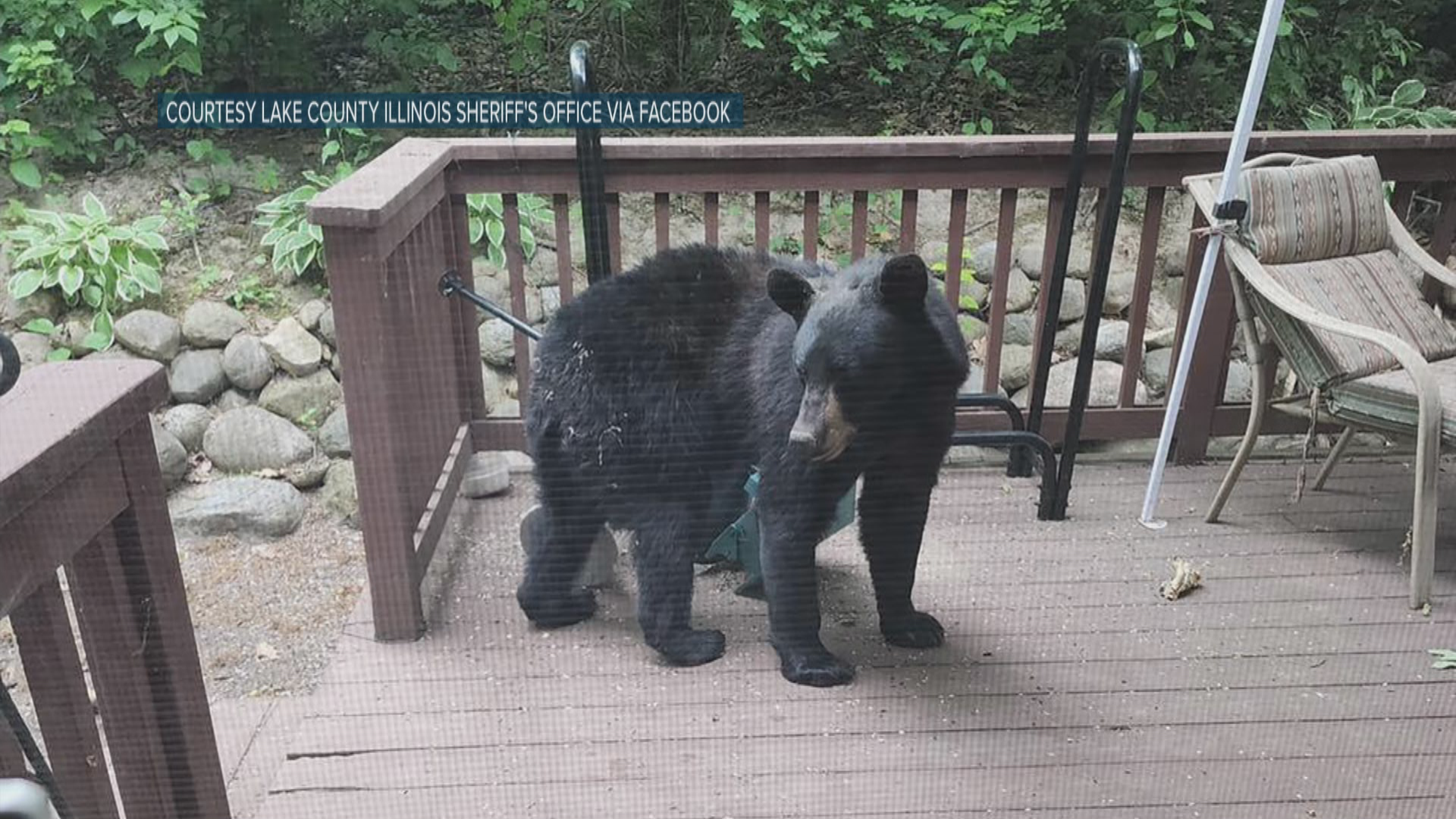 Chicago Tonight  Second Recent Black Bear Sighting in Lake County