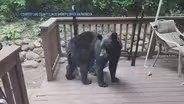 Second Recent Black Bear Sighting in Lake County Reported