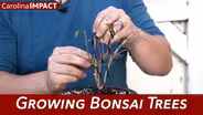 Growing Bonsai Trees