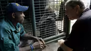 Creature Clip: Cross River Gorilla