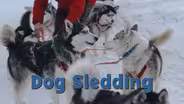 Dog Sledding